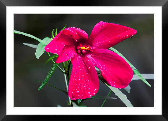 purple hibiscus after early morning rain Framed Mounted Print by Craig Lapsley