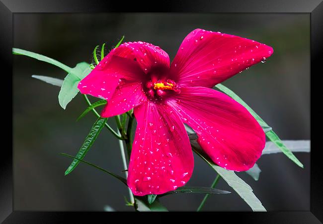 purple hibiscus after early morning rain Framed Print by Craig Lapsley