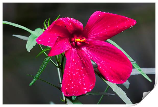 purple hibiscus after early morning rain Print by Craig Lapsley