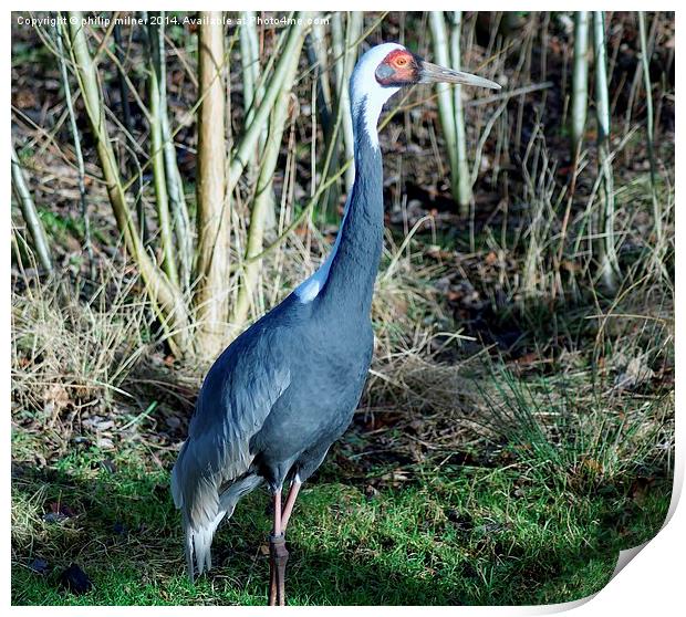 A Single Crane Print by philip milner