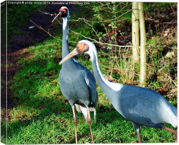 Breeding Pair Of Cranes Canvas Print by philip milner