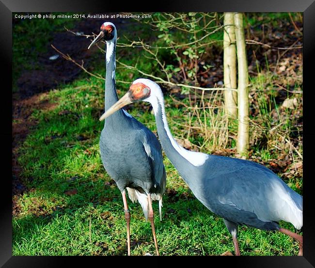 Breeding Pair Of Cranes Framed Print by philip milner