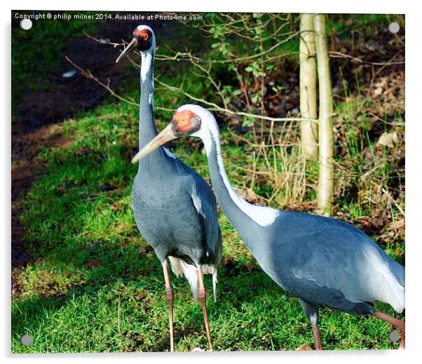 Breeding Pair Of Cranes Acrylic by philip milner