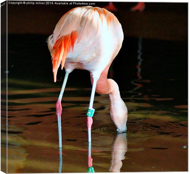 Flamingo Drinking Canvas Print by philip milner