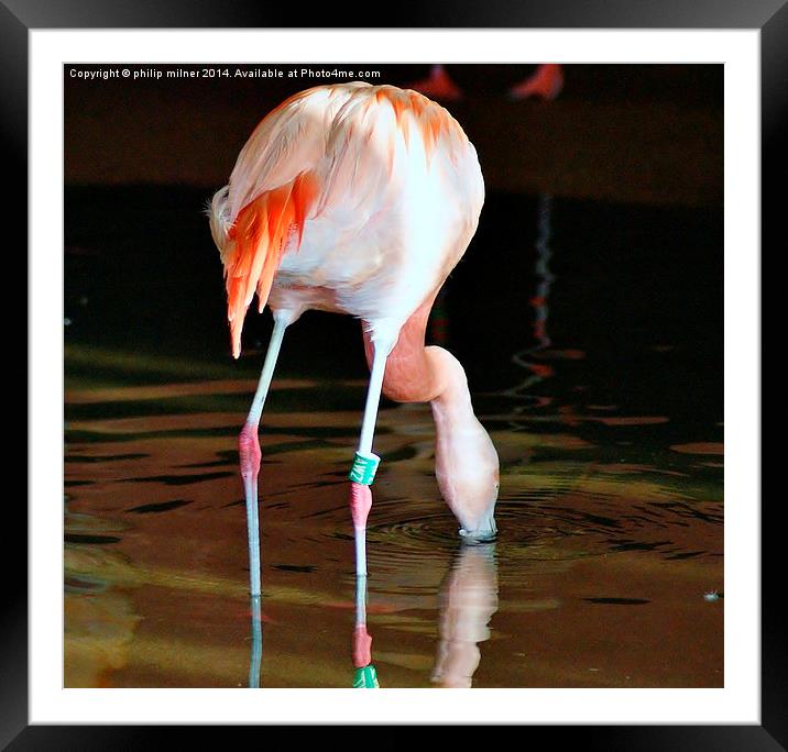 Flamingo Drinking Framed Mounted Print by philip milner