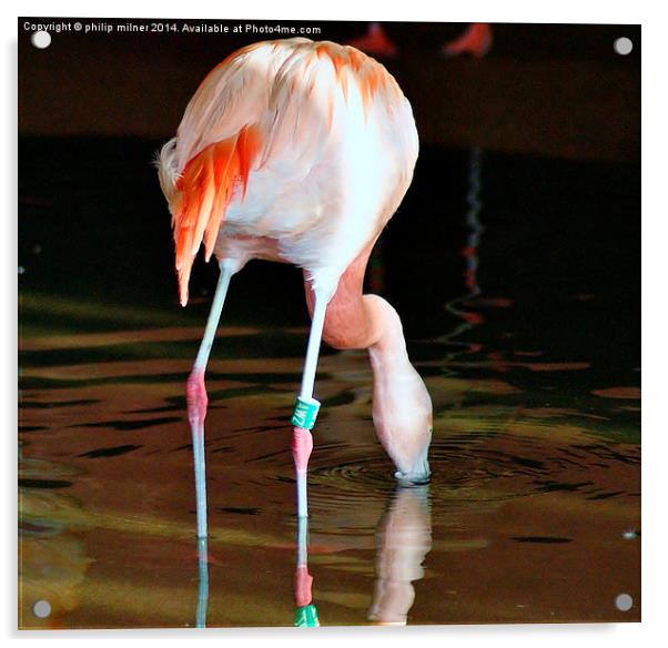 Flamingo Drinking Acrylic by philip milner
