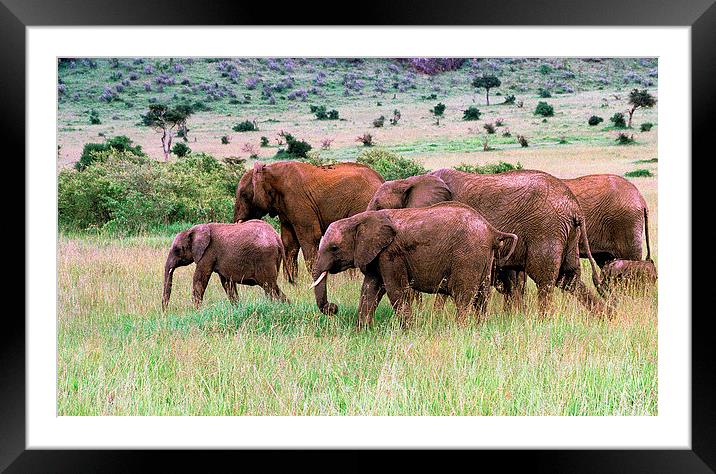 JST2889 Elephant family Framed Mounted Print by Jim Tampin