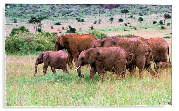 JST2889 Elephant family Acrylic by Jim Tampin