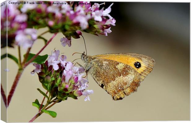 The Gatekeeper Butterfly Canvas Print by Frank Irwin