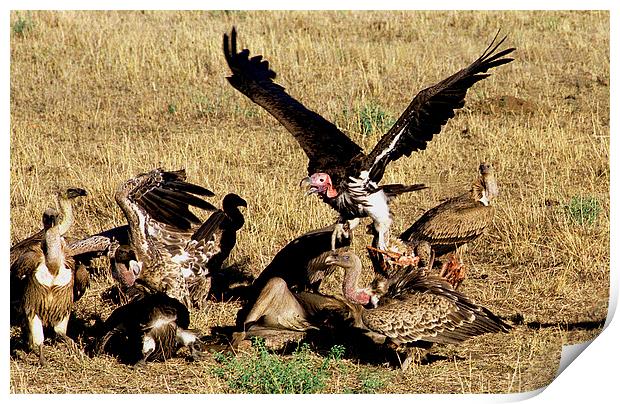 JST2887 Vultures Print by Jim Tampin