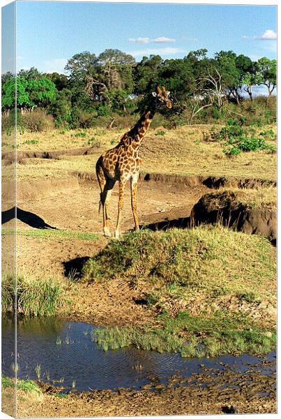JST2886 Masai Giraffe Canvas Print by Jim Tampin