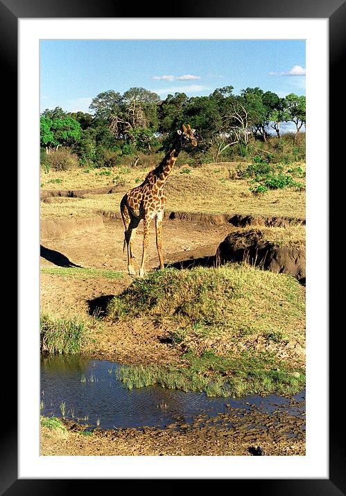 JST2886 Masai Giraffe Framed Mounted Print by Jim Tampin