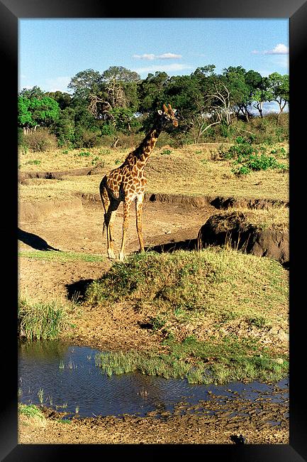 JST2886 Masai Giraffe Framed Print by Jim Tampin