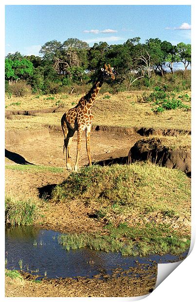JST2886 Masai Giraffe Print by Jim Tampin