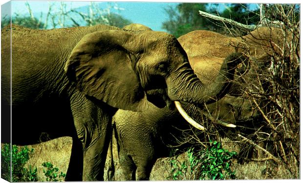 JST2885 African Elephants Canvas Print by Jim Tampin