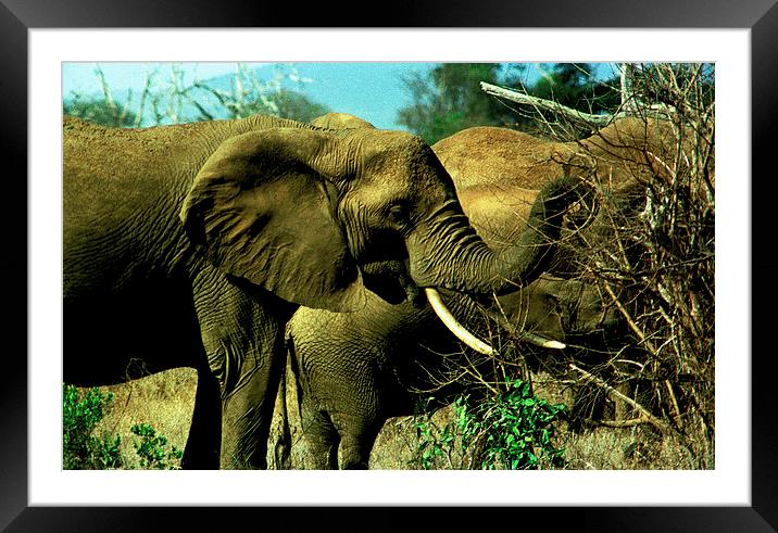 JST2885 African Elephants Framed Mounted Print by Jim Tampin