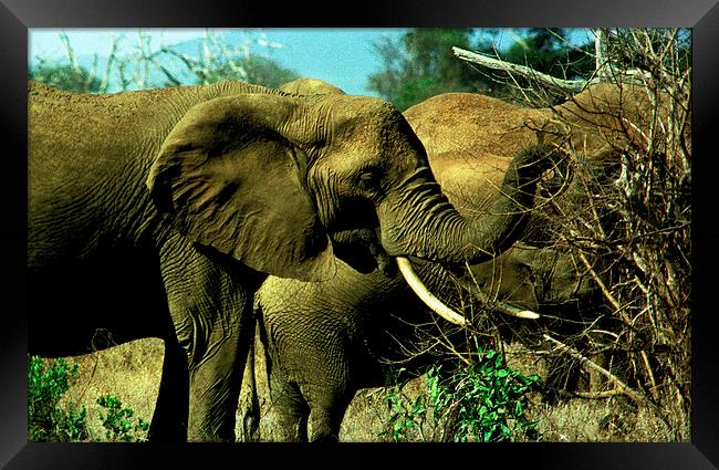 JST2885 African Elephants Framed Print by Jim Tampin