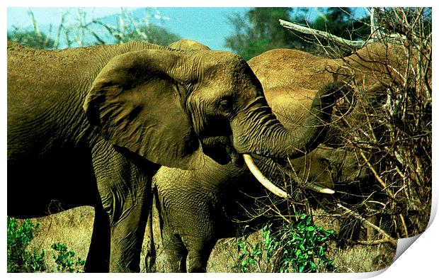 JST2885 African Elephants Print by Jim Tampin