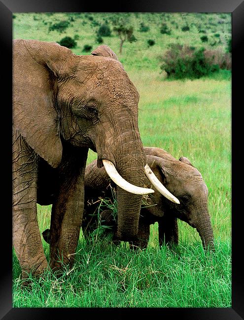 JST2878 Elephant with young Framed Print by Jim Tampin