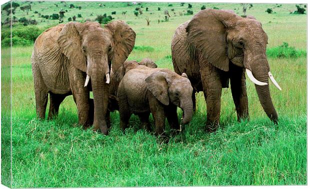 JST2877 Elephant family Canvas Print by Jim Tampin