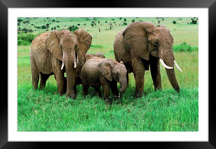 JST2877 Elephant family Framed Mounted Print by Jim Tampin