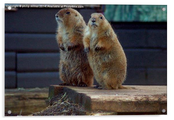 Black Tailed Prairie Dogs Acrylic by philip milner