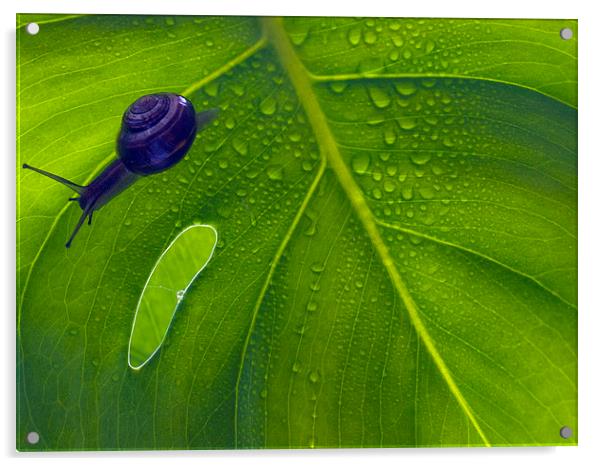 Snail Acrylic by Victor Burnside