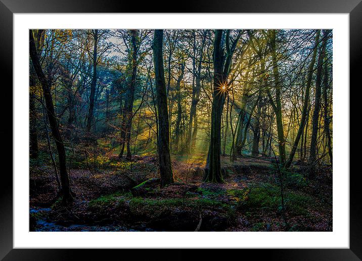 Autumn woodland sunrise Framed Mounted Print by tim jones