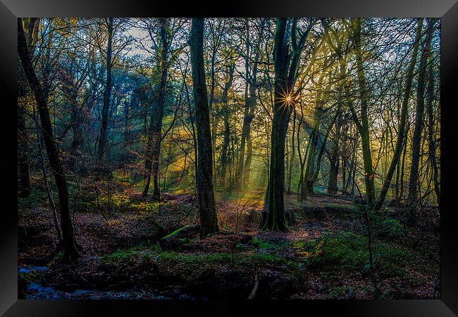 Autumn woodland sunrise Framed Print by tim jones