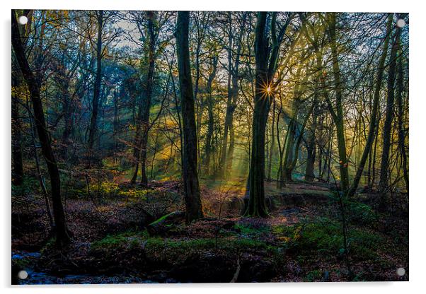 Autumn woodland sunrise Acrylic by tim jones