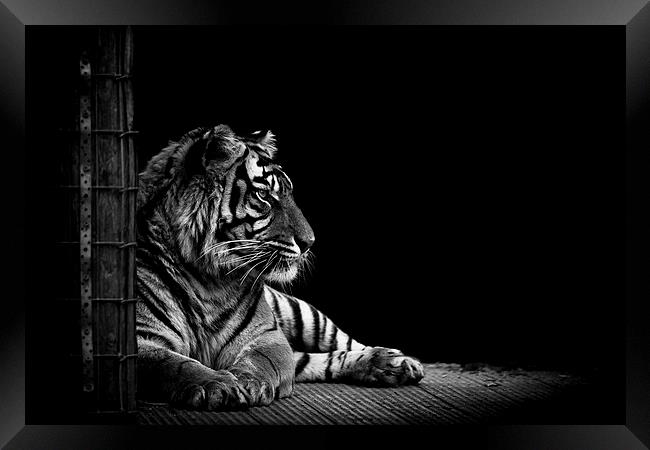 Majestic Tiger Framed Print by Matthew Dartford