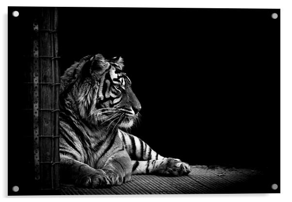 Majestic Tiger Acrylic by Matthew Dartford