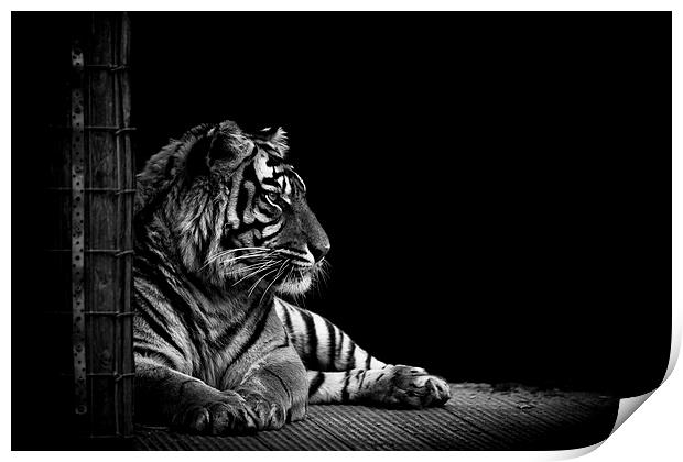 Majestic Tiger Print by Matthew Dartford