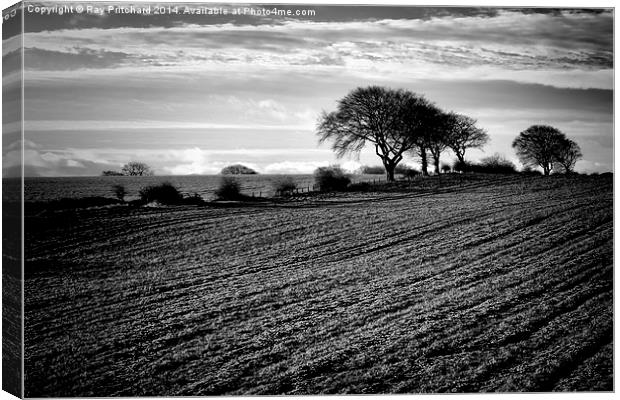 Winter Fields Canvas Print by Ray Pritchard