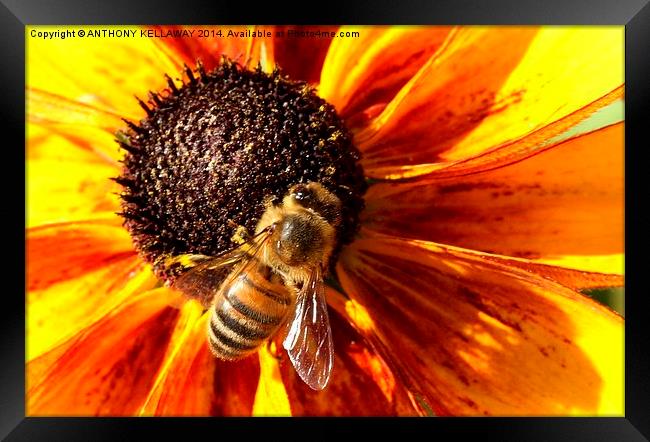 HONEY BEE Framed Print by Anthony Kellaway