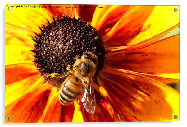HONEY BEE Acrylic by Anthony Kellaway