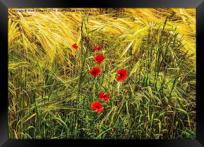 Poppies in Cornfield Framed Print by Mark Bangert