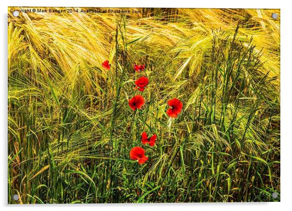 Poppies in Cornfield Acrylic by Mark Bangert