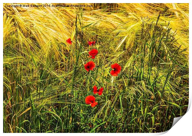 Poppies in Cornfield Print by Mark Bangert