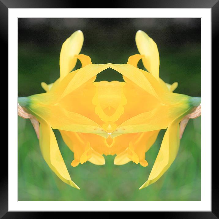 Yellow flower abstract Framed Mounted Print by Ruth Hallam