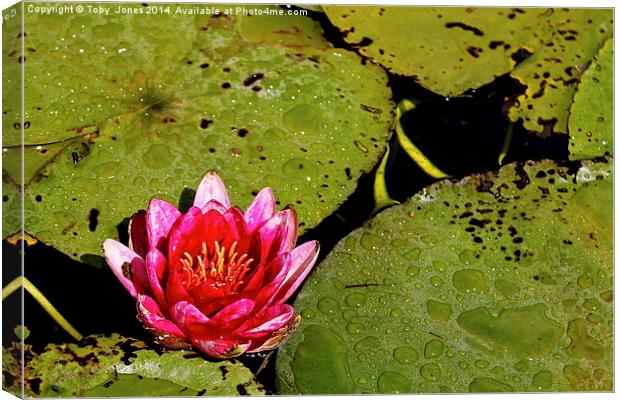 Pink Water Lilly Canvas Print by Toby  Jones
