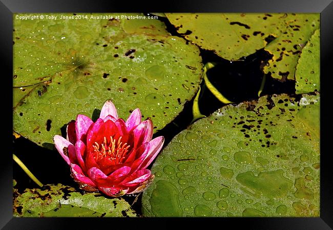 Pink Water Lilly Framed Print by Toby  Jones