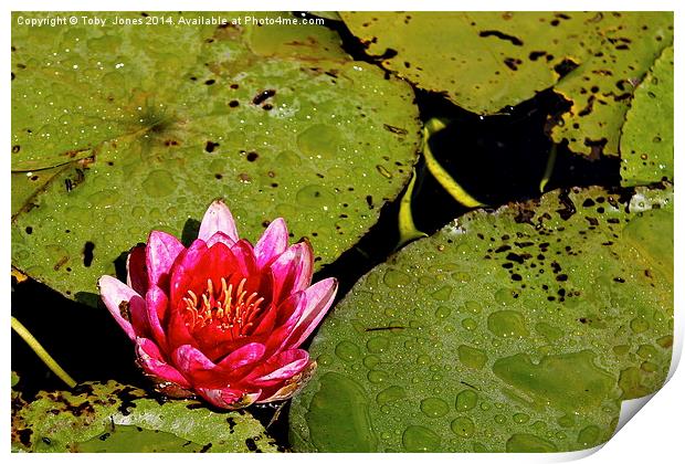 Pink Water Lilly Print by Toby  Jones