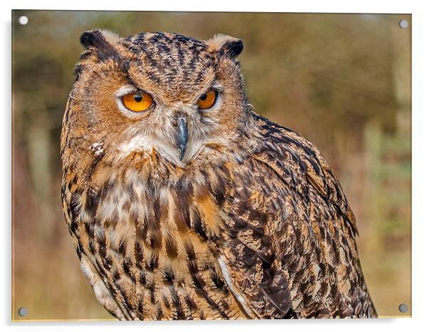 Eurasian Eagle-Owl (Bubo bubo) Acrylic by Pete Lawless