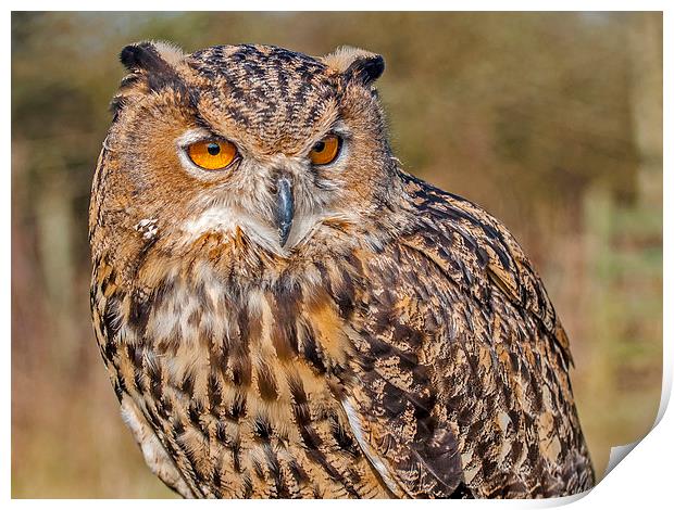 Eurasian Eagle-Owl (Bubo bubo) Print by Pete Lawless