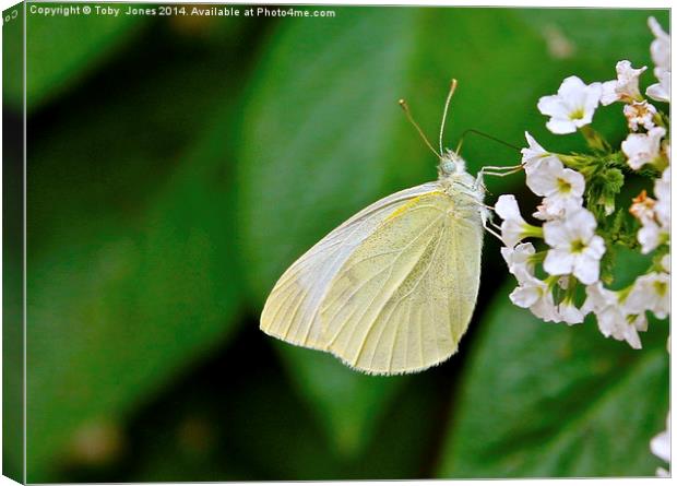 Small White Butterfly Canvas Print by Toby  Jones