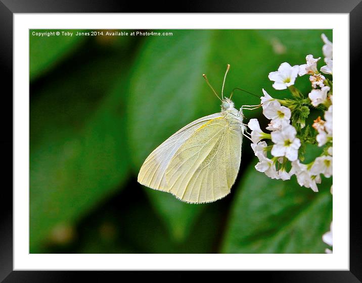 Small White Butterfly Framed Mounted Print by Toby  Jones