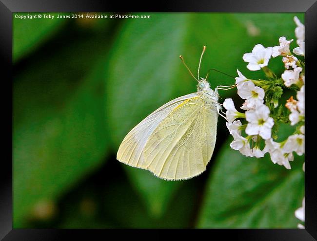 Small White Butterfly Framed Print by Toby  Jones