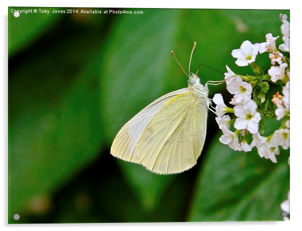 Small White Butterfly Acrylic by Toby  Jones
