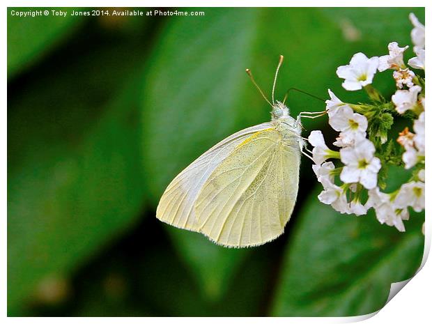 Small White Butterfly Print by Toby  Jones